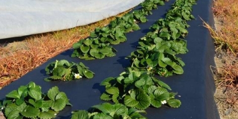 Kako posaditi jagode na pokrivni materijal